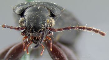 Media type: image;   Entomology 5612 Aspect: head frontal view